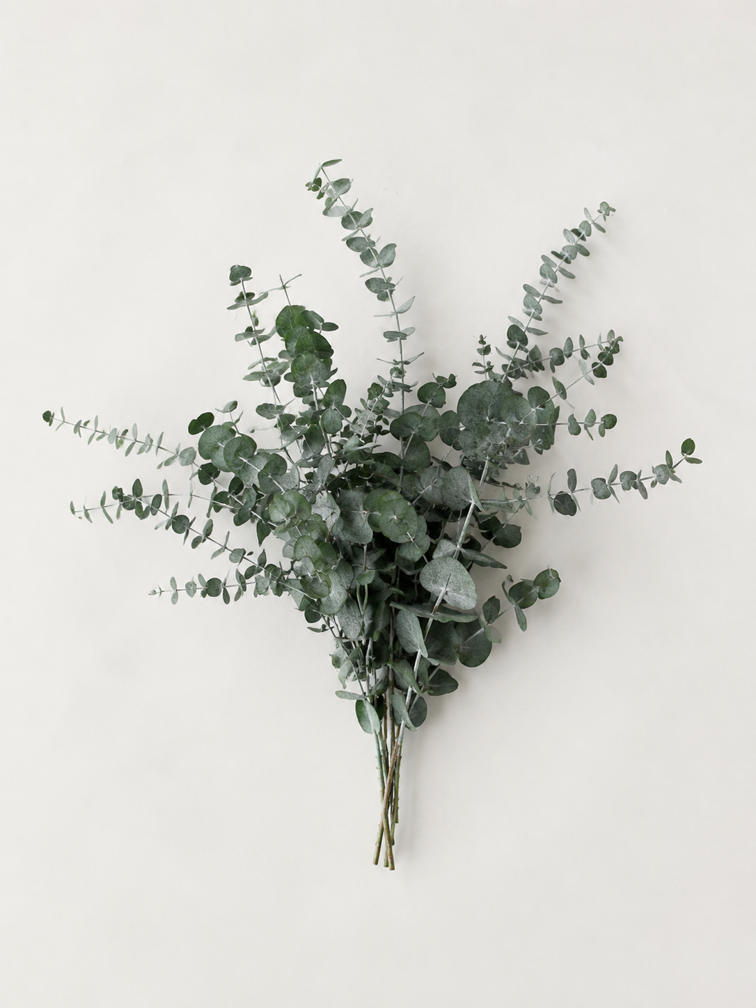 Eucalyptus Vase Arrangement