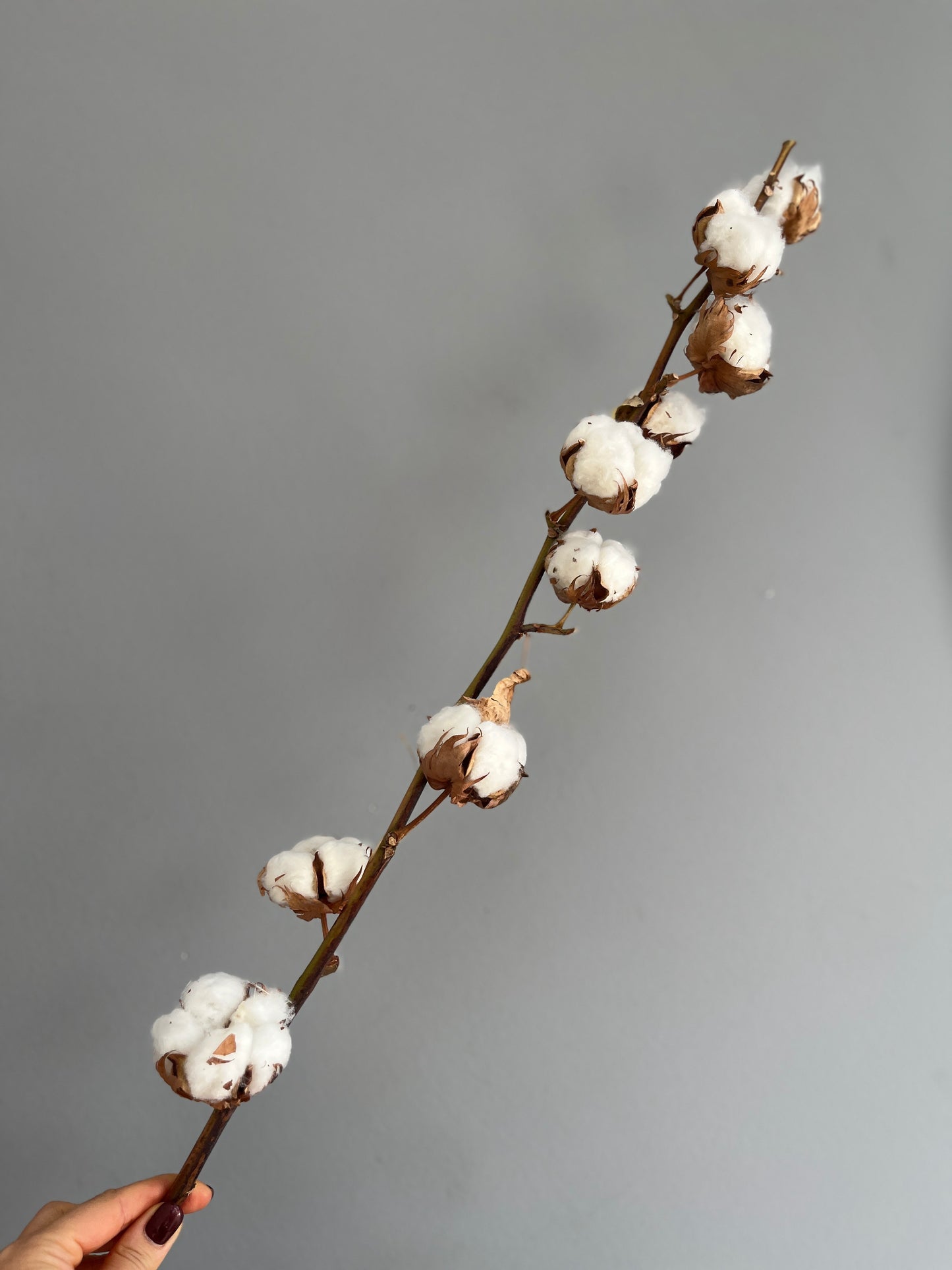 Natural Cotton Flowers
